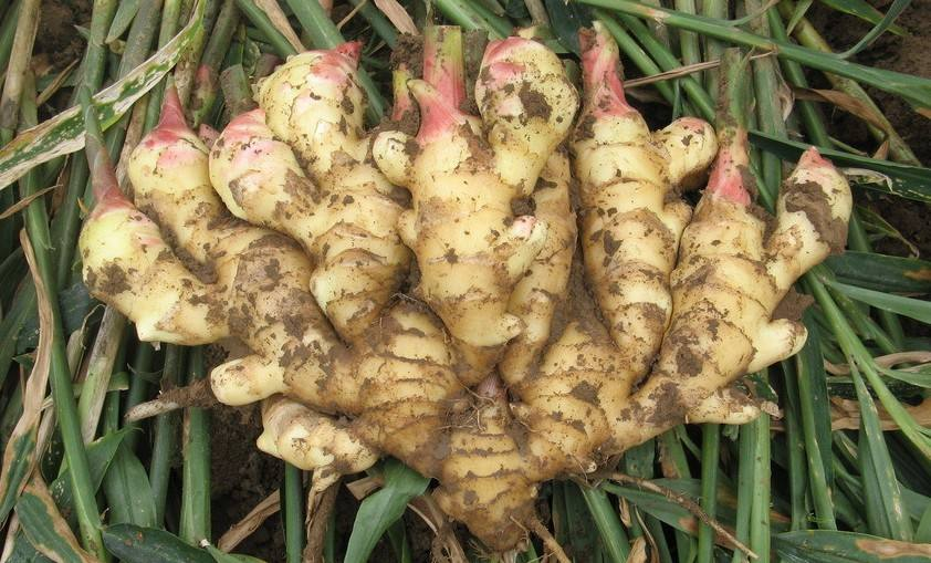 Ginger Detox Foot Patch